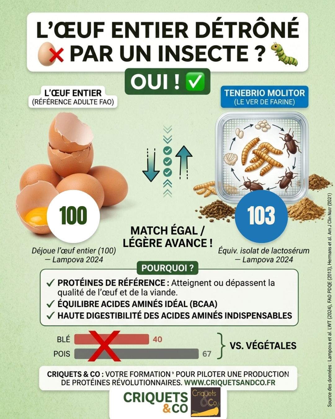On vous dit souvent que l'œuf est la protéine parfaite... Eh bien, la science vient de prouver que le Tenebrio molitor (le ver de farine) fait encore mieux !